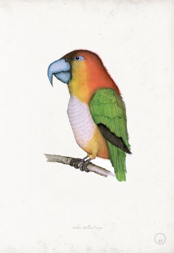 White Bellied Caique - artist signed print